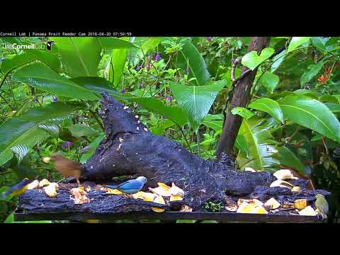 Colorful Visitors Populate Panama Feeders – June 20, 2018