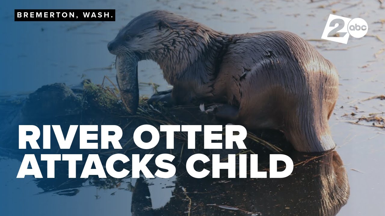 River otter attacks, drags young child underwater at Bremerton Marina