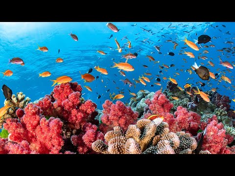 Austraila's Great Barrier Reef - National Geographic (With Subtitles)