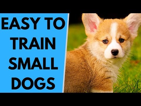 download lagu mp3 mp4 Most Trainable Small Dog Breeds, download lagu Most Trainable Small Dog Breeds gratis, unduh video klip Most Trainable Small Dog Breeds