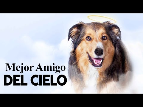 Mejor Amigo Del Cielo | Pelicula Completo