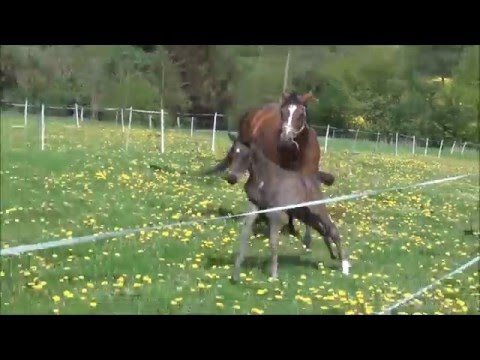 Hengstfohlen von Libertad/ Floriscount/ Angard