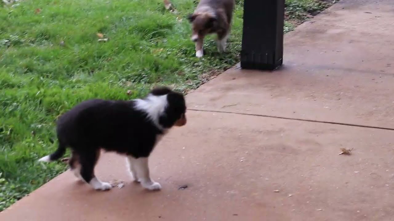 Shetland Sheepdog Puppies For Sale