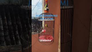 Download lagu Pleci konservasi lokal JOSTEROPS X PCMI nembak panjang mp3