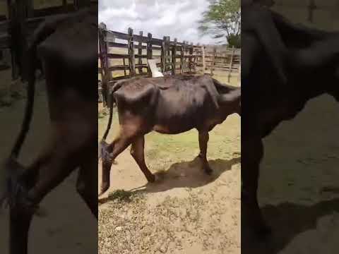 5 Garrotas de linhagem Leiteira: 1.300 reais cada em Senador Pompeu/ Ceará. Whatsapp 84 99810 2784*