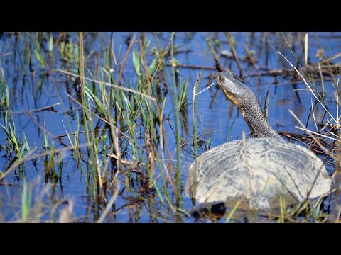 Yalukit Willam Nature Reserve is bursting with ecological activity