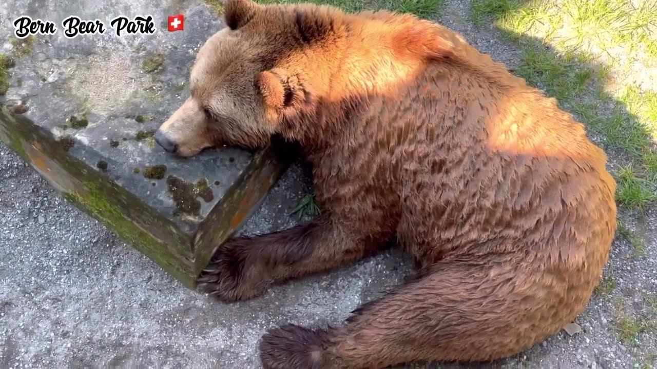 Experience the captivating allure of Bear Park.