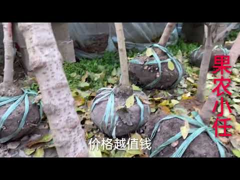 臘梅季節