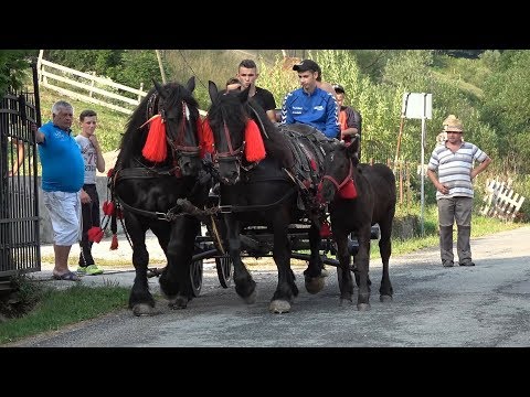 Iepele lui Andrei de la Vidra, Alba - 2019 Nou!!!