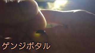 今年もホタルを見ることが出来ました！【昆虫飼育】【ゲンジボタル】