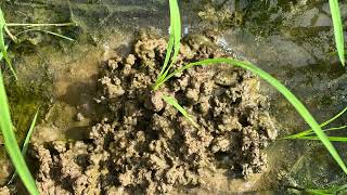 3 ចំណុចនៃគោលការណ៍ស្រែល្អ 3 points of a good crop.