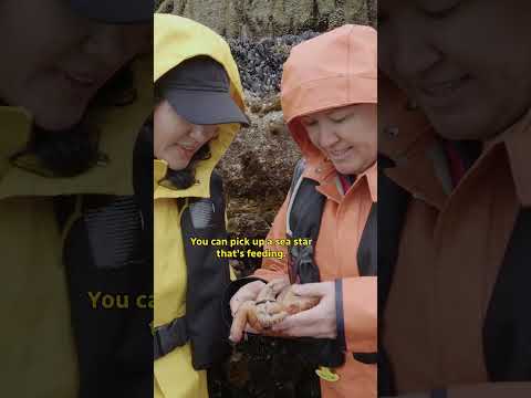 Ejecting its own stomach to slurp up a meal - how sea stars eat!
