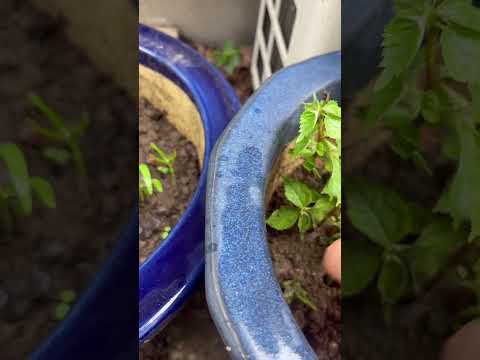 低木や野菜の根元に灰を使用する方法  庭園