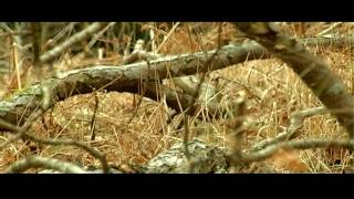 Ray LaMontagne - I Still Care For You