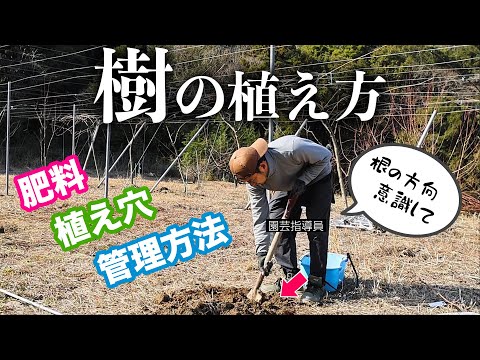 粘土質の土壌に植える果樹はどれですか?いつ、どのように植えるのですか？  庭園
