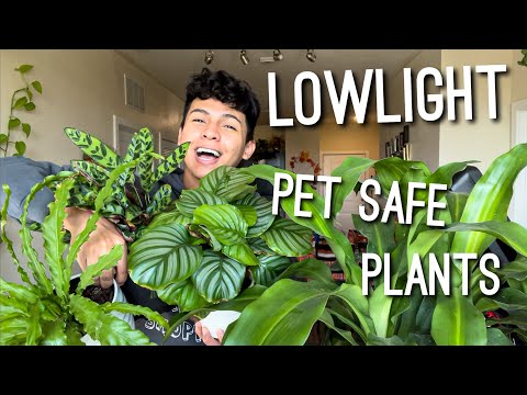 Top Houseplants Safe for Cats 🐱 & Dogs 🐶 as well Low Light Tolerate Indoor Plants! Pet Safe Plants!