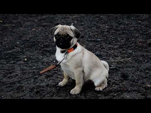 Pug puppy for sale