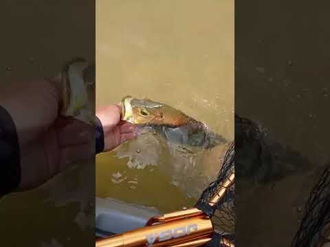 6° Torneio Paulista de Caiaque GKF, NOVA CANAÃ, Competidor HORLANDO #tucunare #pescaria #fishing