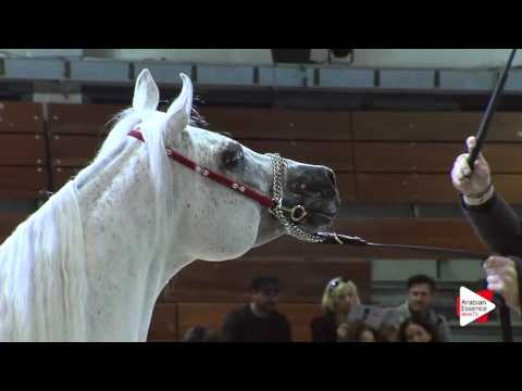 N.81 AL FAKHIR - Wels 2016 - Stallion 11+ years old (Class 12)