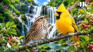 🕊️ Colorful Birdsong & Peaceful Piano | A Beautiful Morning in Nature