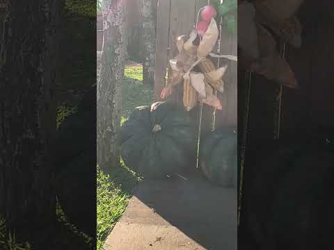 Capiovi..Misiones..Vida de Colonia y una singular tradición navideña !!!