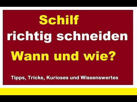 Schilf richtig zurück schneiden Wann wie womit? Schilfgras abschneiden zurückschneiden
