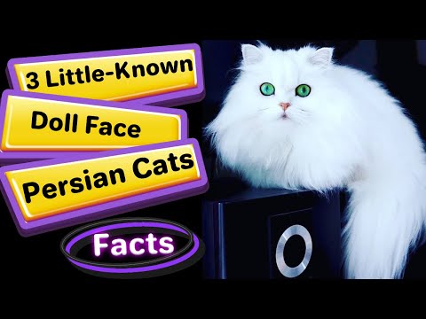 3 Little Known Facts About Doll Face Persian Cats