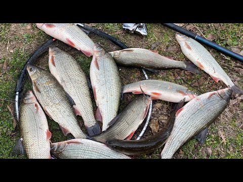 Pecanje Skobalja na Plovak - OVO NIJE MOGUCE - TOLIKO SPADANJA RIBE - Juzna Morava