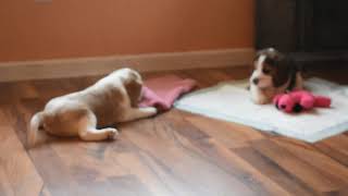 Video preview image #1 Beagle Puppy For Sale in REASNOR, IA, USA