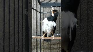 Download lagu MASTERAN JALAK SUREN#shorts mp3