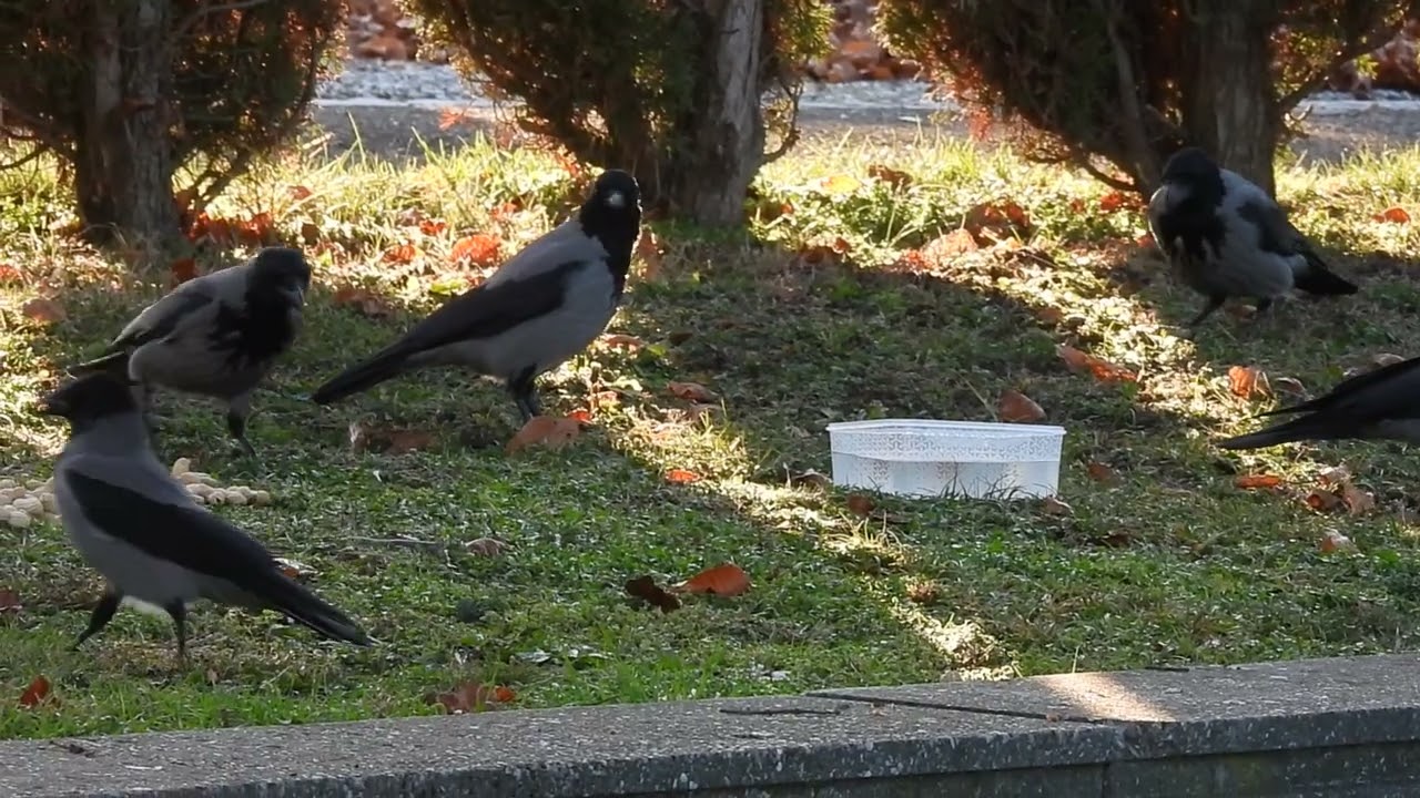 Crows taking peanuts for breakfast