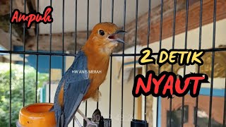 Download lagu Burung Anis Merah Ngeplong Disertai NRAKTAK, Suaranya bisa memancing Anis Lain Rajin Bunyi mp3