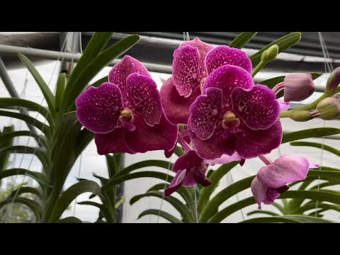 Shopping for Orchids, Holiday Finds, Orchid Nursery Tour, Come With Me, December 22, 2021