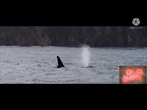 Kamchatka, Russia.travel video.  #Travel #Kamchatka #Russia