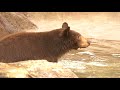 Black Bears Enter New Habitat At Oakland Zoo