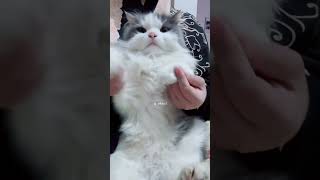 Download lagu Kemon baby.. kita tidor  #kucingtiktok #kucingkusayang #kucingkucingtiktok #kucingkucingtiktok mp3