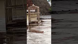 Download lagu Cara sederhana jebak burung mp3