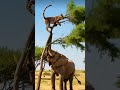 Elephant vs. Leopard: Nature's Tree Tussle! 🌳 🐆 🐘 #elephant #wildlife #safari #shortsfeed#safarilife