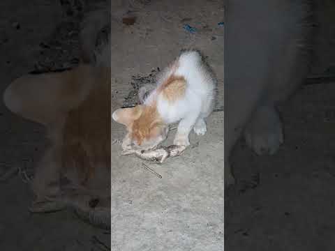 আমাদের,বাড়ির,বেড়ালের,কানড্