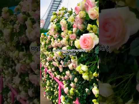 , title : 'बेलिया गुलाब || Crepar Rose || Climbing Rose Plant  Care Tips ||'