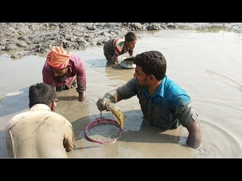 Fresh lot of Catfish Catching in Mud Water By Hand || Big Shing Fishing in the Village Pond Video