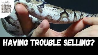 New Breeders Selling Ball Pythons: Problem Solving