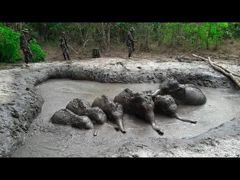 Six baby elephants trapped in a mud pit in a Thai national park are rescued by park rangers. (March 29)