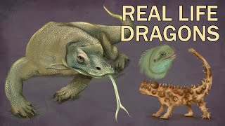 Real-Life Dragons: Drawing Varanus, Moloch, Lophosaurus, Pogona, and Physignathus