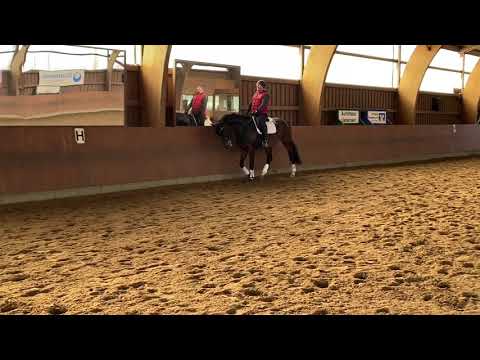 9 jährige Stute Ampere — Rotspon