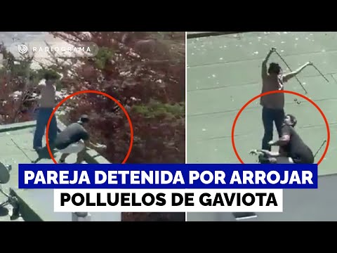Detienen a pareja acusada de arrojar polluelos de gaviota desde terraza en Maitencillo