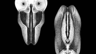 The Skull Defekts - It Started With The Light