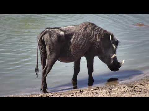 Djuma: Warthog wallow - 14:23 - 11/05/18
