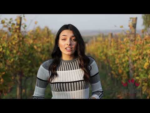 Umetnost u čaši ep.04 - Vinarija Stojanović - 03.12.2019.