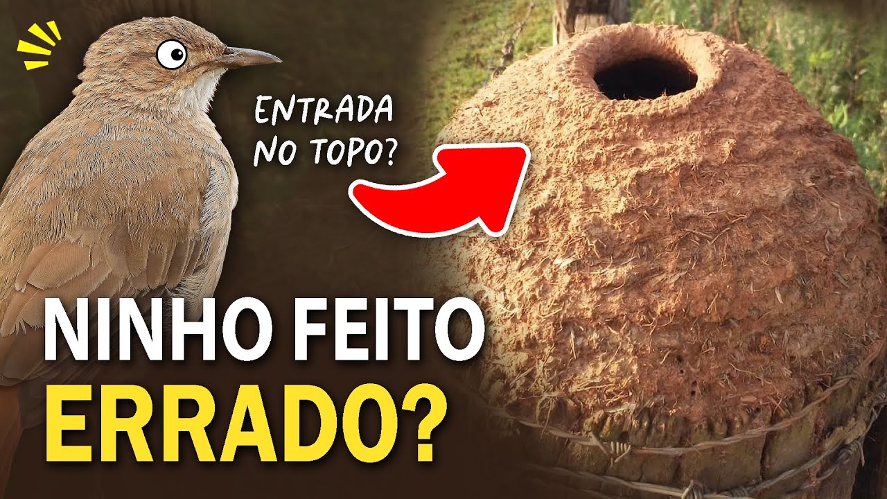 JOÃO-DE-BARRO com "ERRO DE ENGENHARIA"? Ornitólogo Responde #24